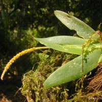 Oberonia forcipata Lindl.